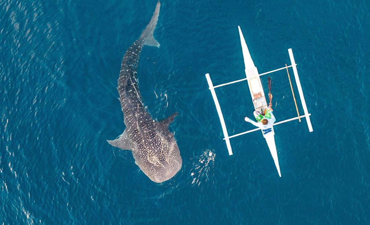 Whale sharks are literally scarred by human activity