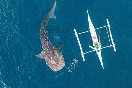 2025/08/whale-shark.jpg