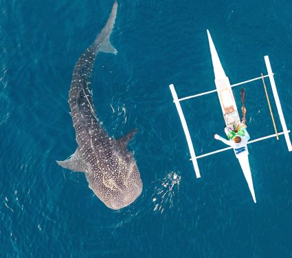 2025/08/whale-shark.jpg