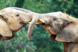 Two,Baby,Elephants,Fight,Against,Each,Other