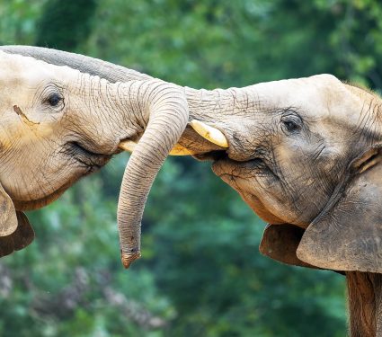 Two,Baby,Elephants,Fight,Against,Each,Other