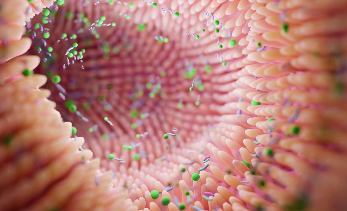 Gut bacteria 'sniff out' nutrients with big effects on our health