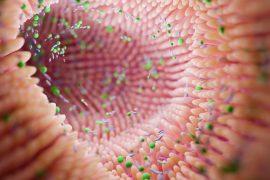 2025/08/Gut-bacteria-1.jpg