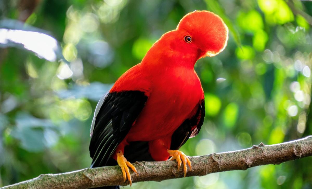 Birdwatching is big business, but not all countries benefit