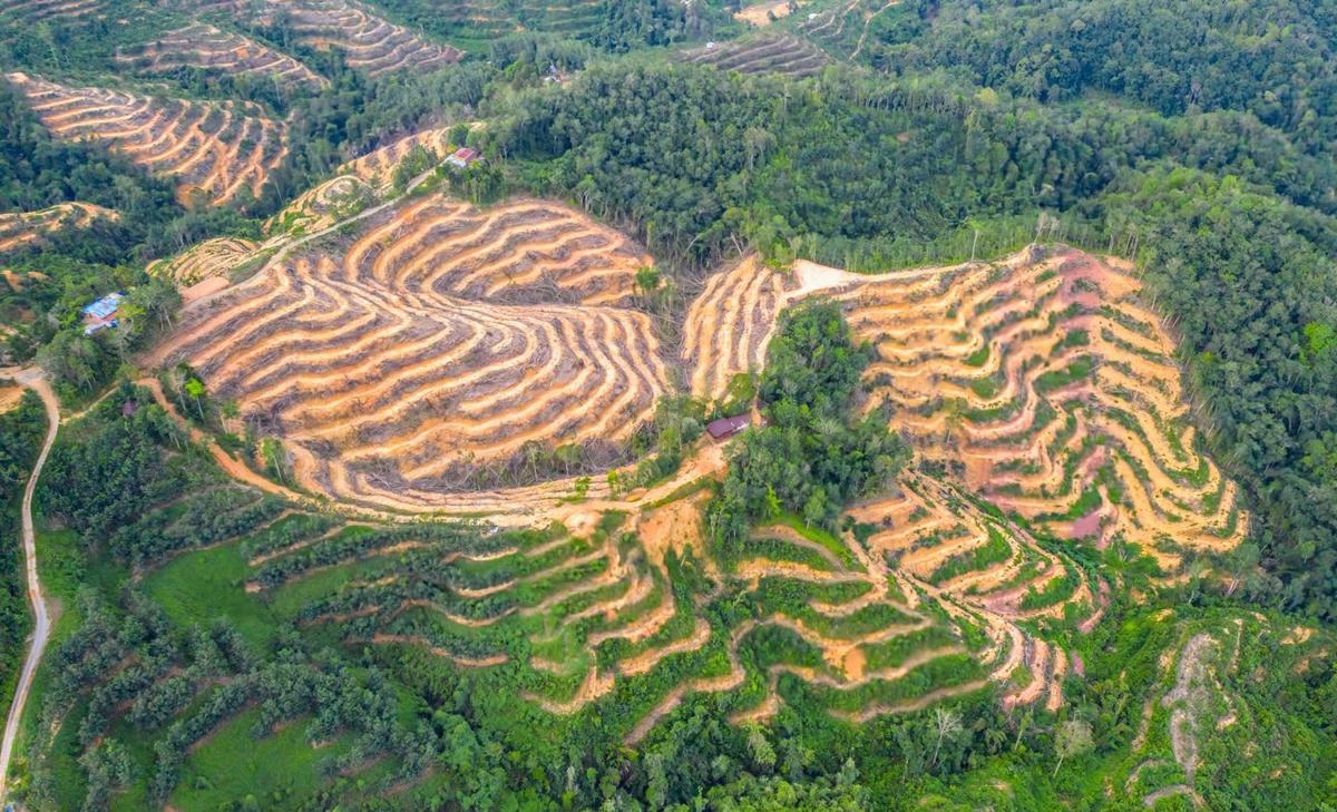 Millions exposed to deadly heat from deforestation
