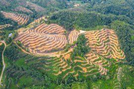 2025/08/Deforestation-heat.jpg