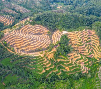 2025/08/Deforestation-heat.jpg