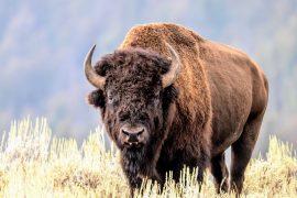 2025/08/Bison-grazing.jpg