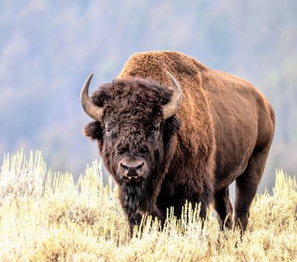 2025/08/Bison-grazing.jpg