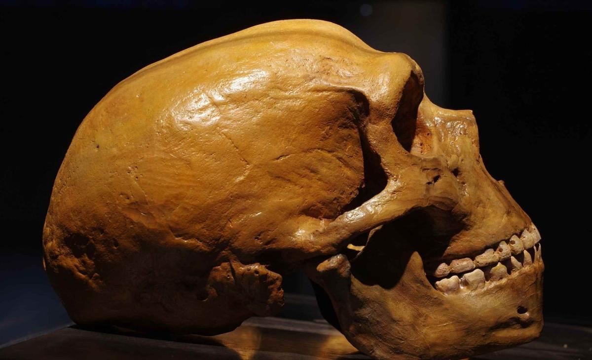 Humans inherited genes from Neanderthals that still limit our muscle activity