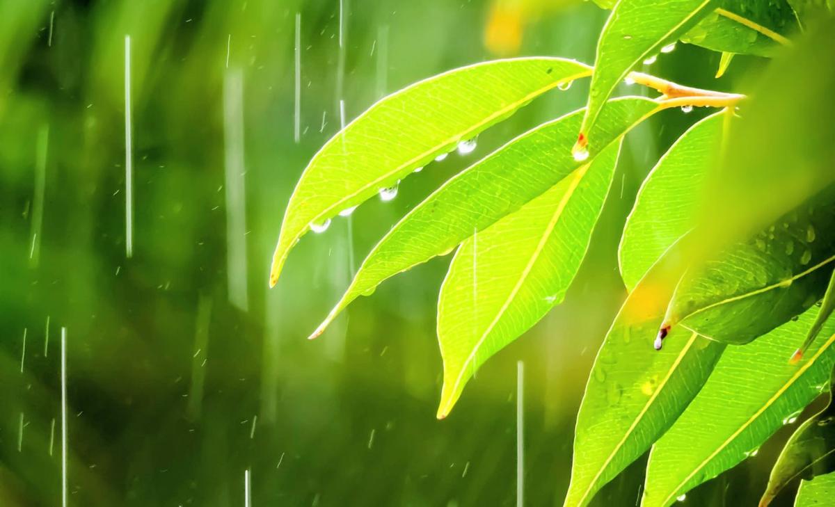 Plastic rain: Forests are trapping microplastics from the sky