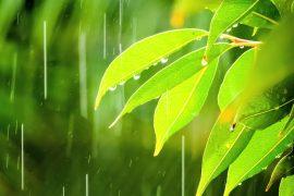 2025/09/Forest-microplastics.jpg