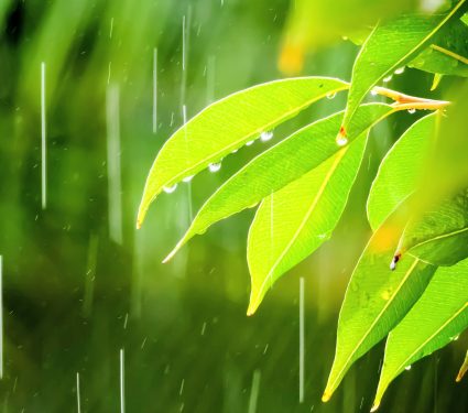 2025/09/Forest-microplastics.jpg