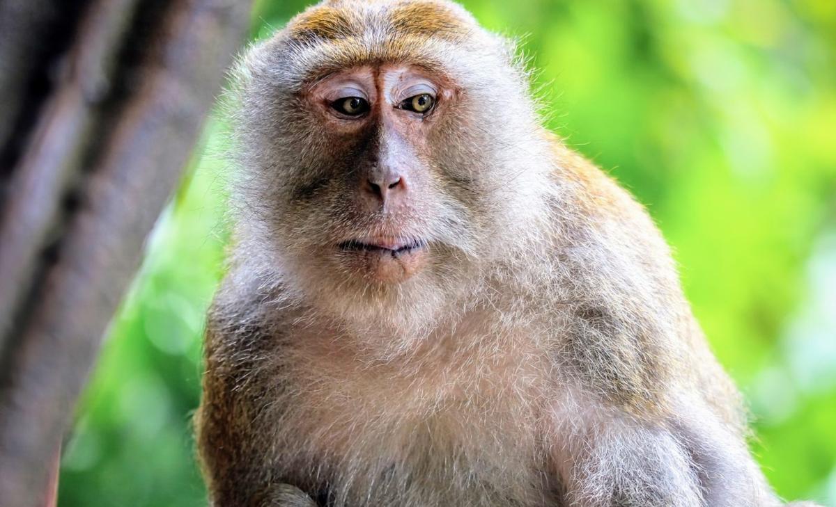 International Primate Day: Listening to the voices of the wild