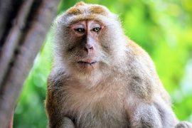 2025/09/International-Primate-Day.jpg