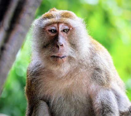 2025/09/International-Primate-Day.jpg