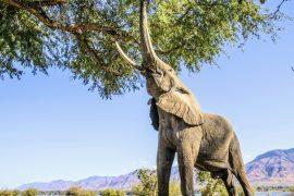 2025/09/Elephant-ebony.jpg