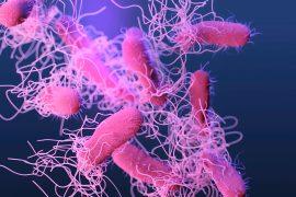 2025/09/ocean-bacteria3.jpg