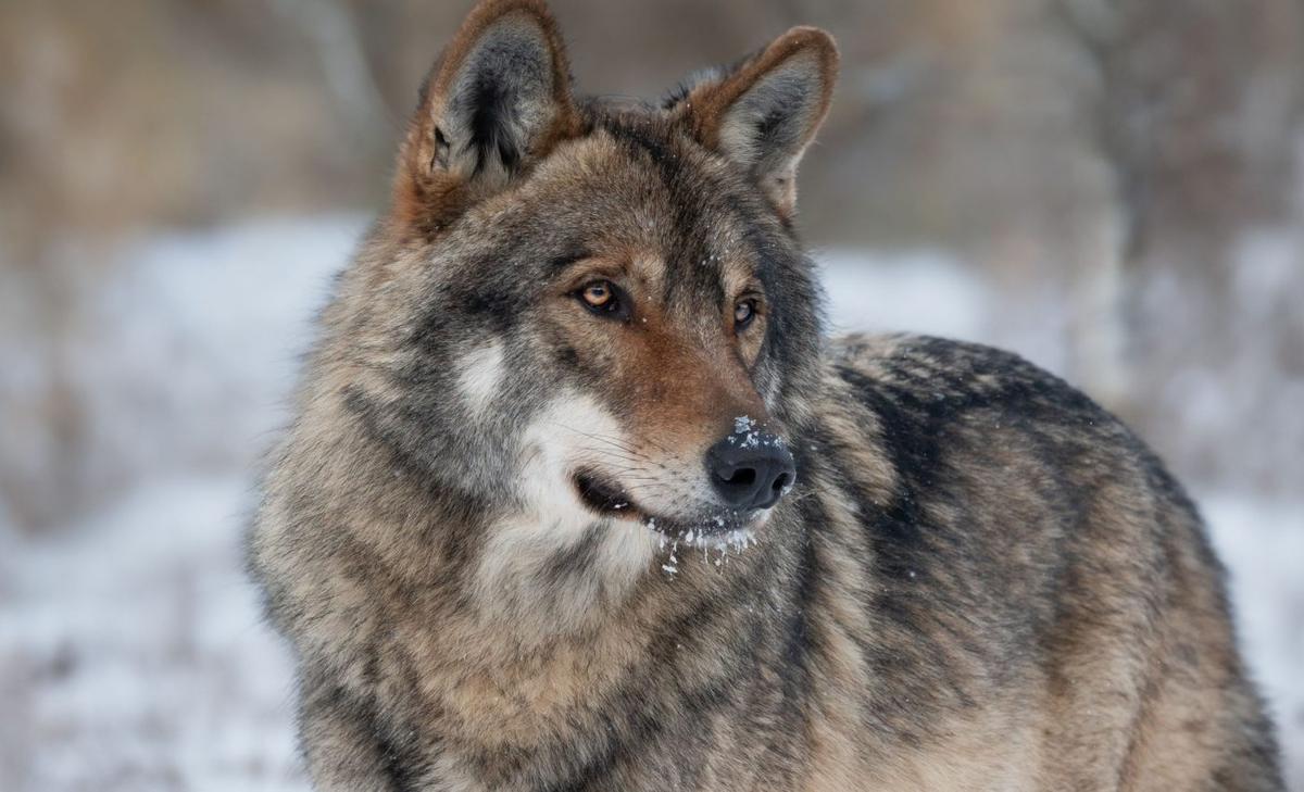 Drones blasting AC/DC scare wolves away from cattle