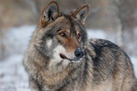 2025/09/wolves.jpg