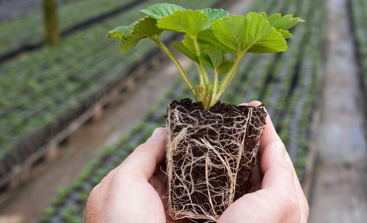 Digging into plant roots with DNA - no shovels required
