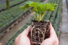 2025/09/plant-roots-2.jpg