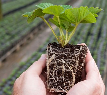 2025/09/plant-roots-2.jpg