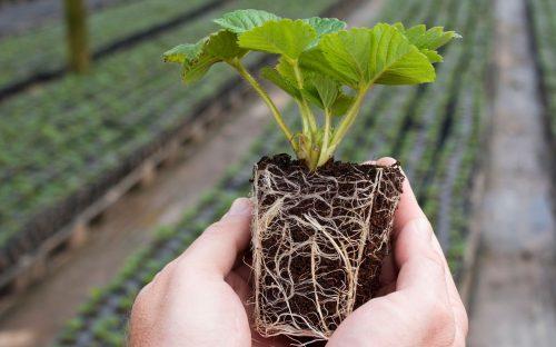 2025/09/plant-roots-2.jpg