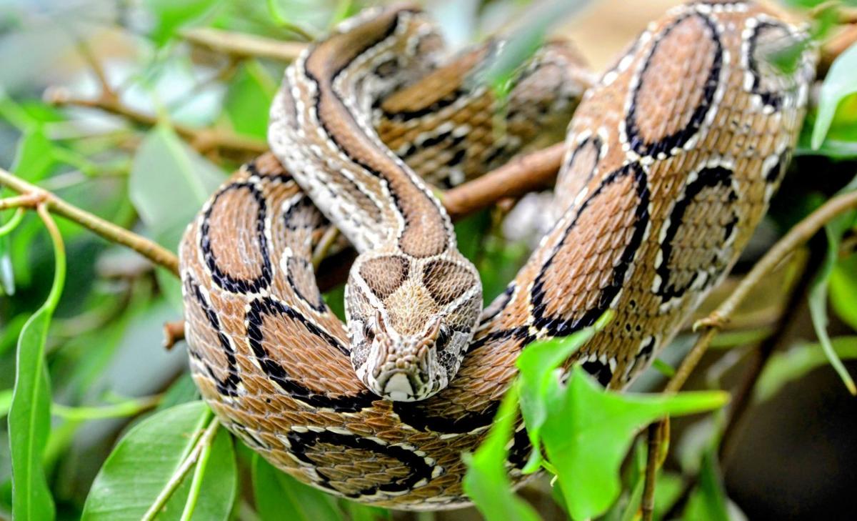 Climate change is pushing venomous snakes into new regions