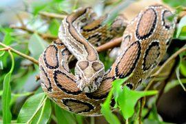 2025/09/Climate-change-snakes.jpg