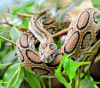 2025/09/Climate-change-snakes.jpg