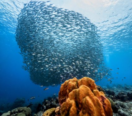 2025/09/Ocean-carbon-sink.jpg