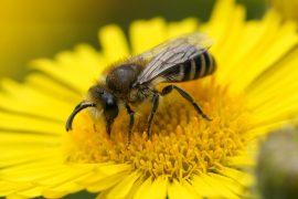 2025/09/cellophane-bee.jpg