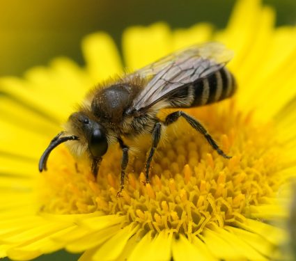 2025/09/cellophane-bee.jpg