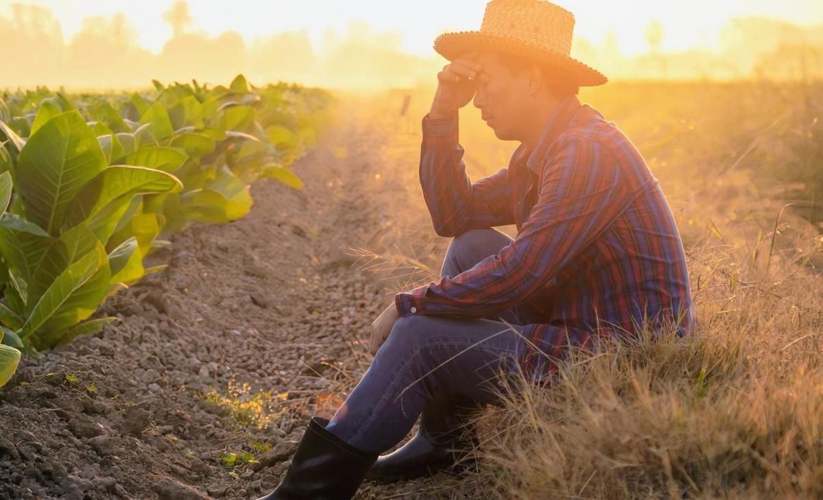 Heat is making crop harvests wildly unpredictable