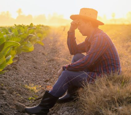 2025/09/Heat-crops.jpg