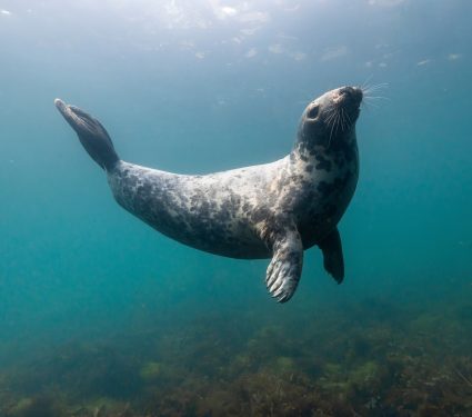 2025/09/Gray-seals-influenza.jpg