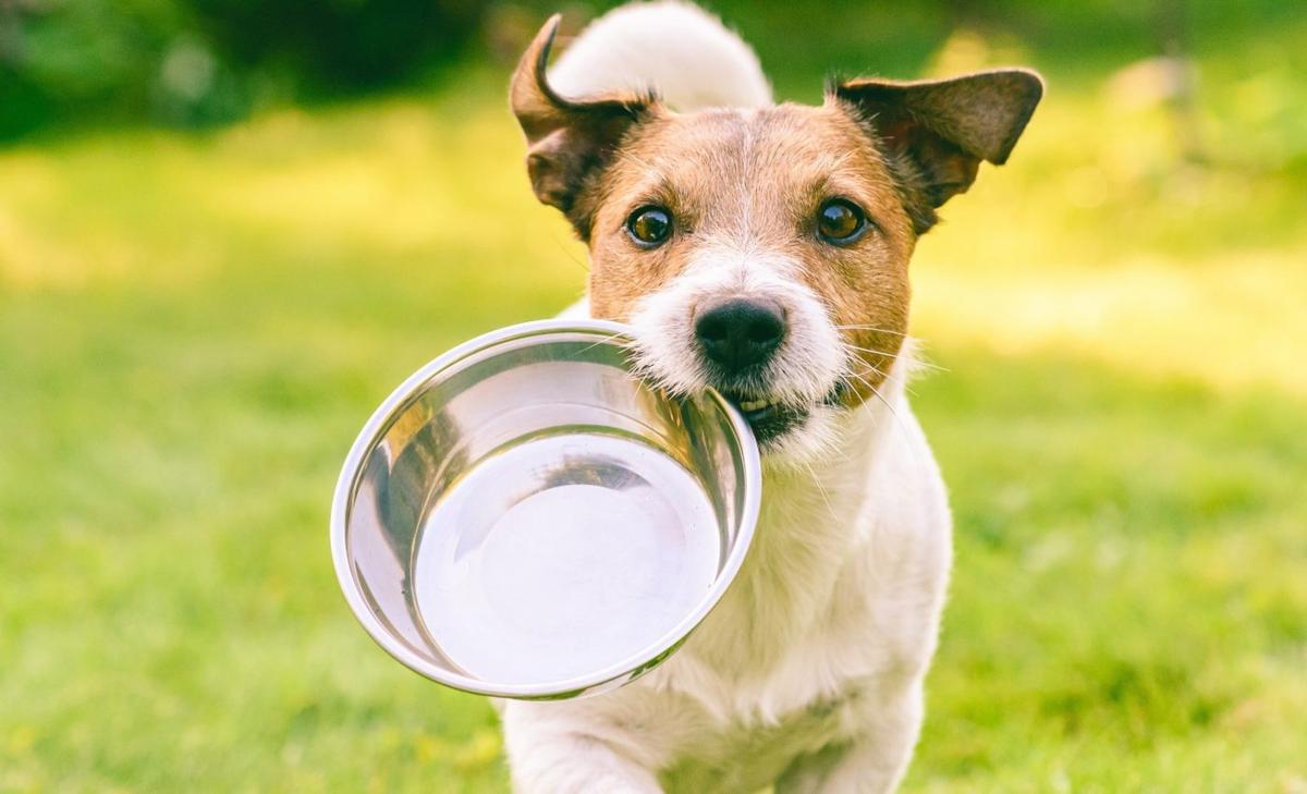 Meat or vegan? Scientists decide which diet is better for the all-around health of dogs