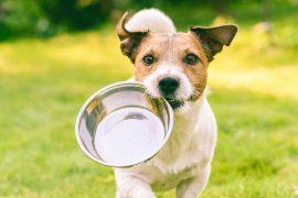 2025/09/Dog-nutrition.jpg