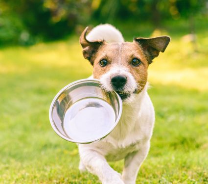2025/09/Dog-nutrition.jpg