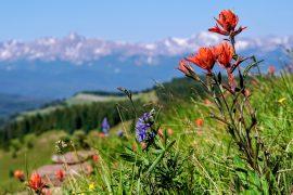 2025/09/Mountain-insects.jpg