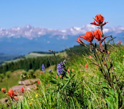 2025/09/Mountain-insects.jpg