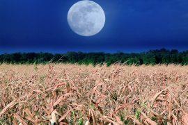 2025/09/Corn-moon.jpg