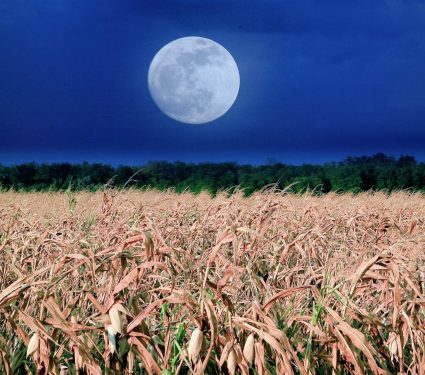 2025/09/Corn-moon.jpg