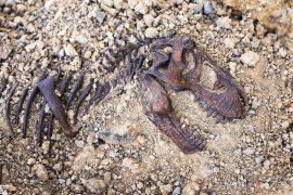 2025/09/fossilized-animals_biology_mechanics_1m.jpg