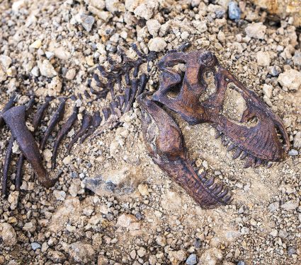 2025/09/fossilized-animals_biology_mechanics_1m.jpg
