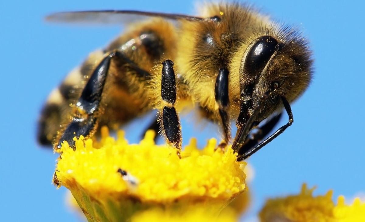 Hidden eye sensors help bees find their way home
