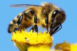2025/09/Bee-eye-sensor.jpg