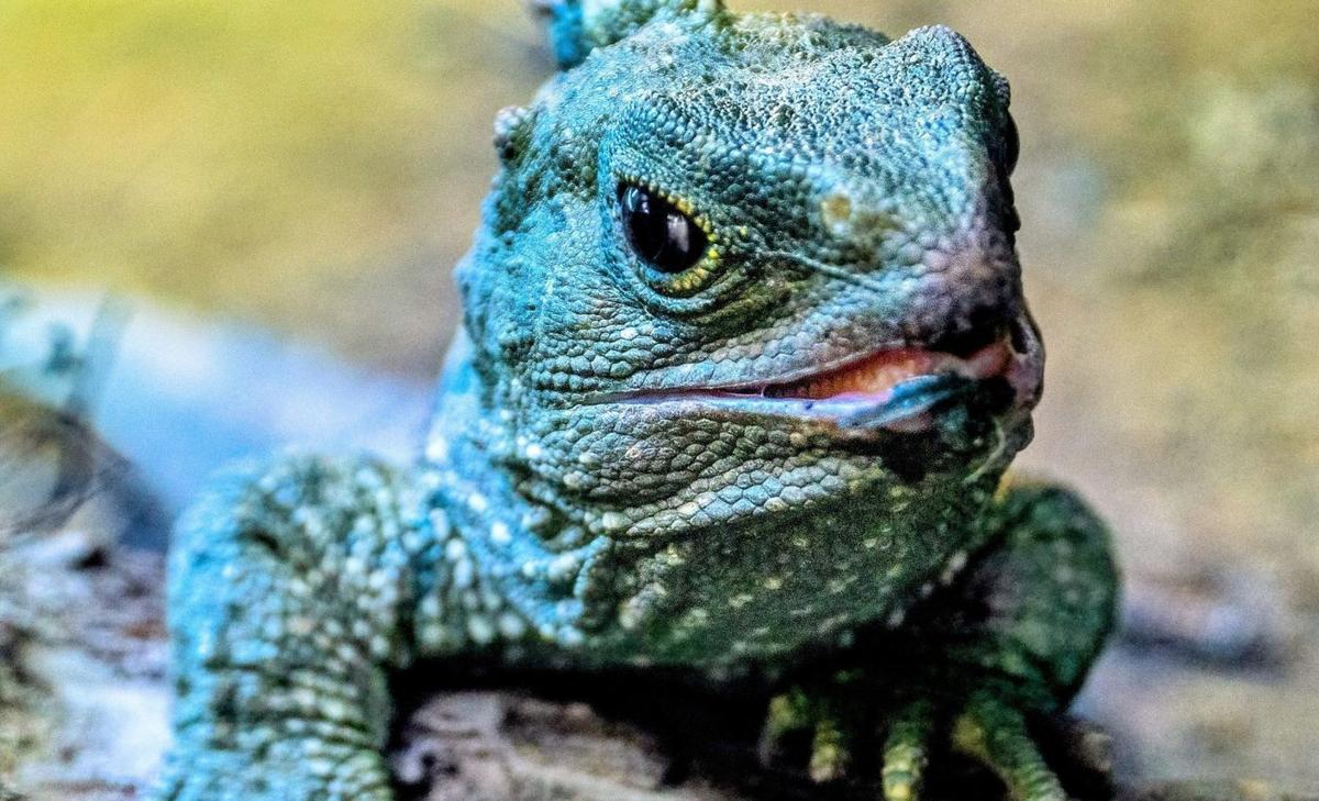 Species are vanishing at an unprecedented rate, but we're not yet at "mass extinction" levels