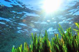 2025/09/Seagrass-nutrients2.jpg